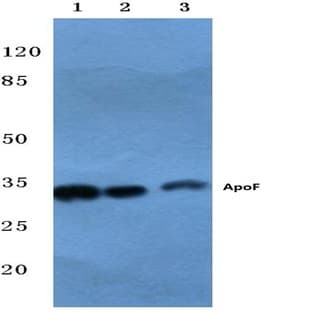 ApoF (E258) pAb avatar