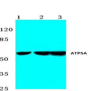 ATP5A (K239) pAb avatar