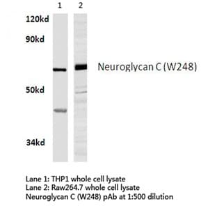 Neuroglycan C (W248) pAb avatar
