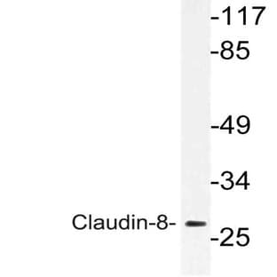 Claudin-8 (I118) pAb avatar