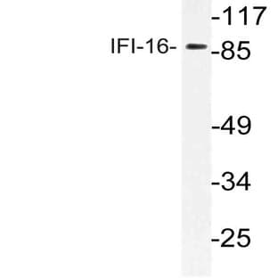 IFI-16 (N772) pAb avatar
