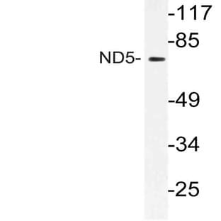 ND5 (M359) pAb avatar
