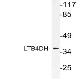 LTB4DH (L105) pAb
