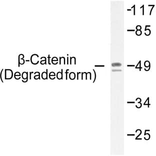 p-Catenin-(beta) (T41/S45) pAb avatar