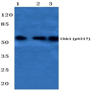 p-Chk1 (S317) pAb avatar
