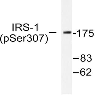 P-IRS-1 (S307) pAb