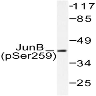 p-JunB (S259) pAb