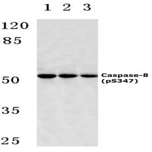 p-Caspase-8 (S347) pAb avatar