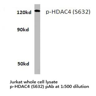 p-HDAC4 (S632) pAb avatar