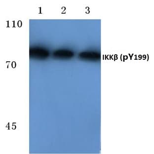 p-IKK(beta) (Y199) pAb avatar