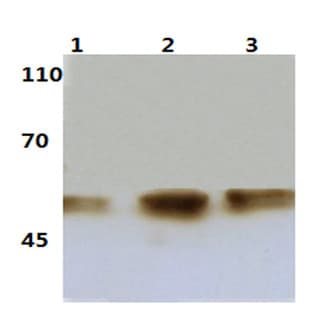 p-IkB-(beta) (T19) pAb avatar