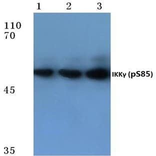 p-IKK(gamma) (S85) pAb avatar