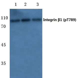 p-Integrin (beta)1 (T789) pAb avatar