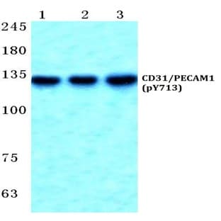 p-CD31/PECAM1 (Y713) pAb avatar