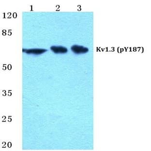 p-Kv1.3 (Y187) pAb