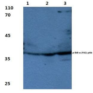 p-IkB-(alpha) (Y42) pAb avatar