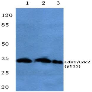 p-Cdk1/Cdc2 (Y15) pAb avatar