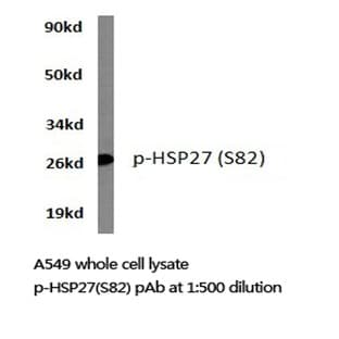 p-HSP27 (S82) pAb avatar
