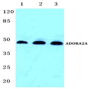 ADORA2A pAb avatar