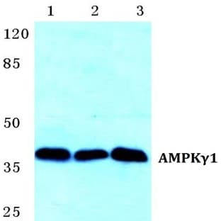 AMPK(gamma)1 pAb avatar