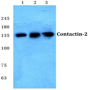 Contactin-2 pAb avatar