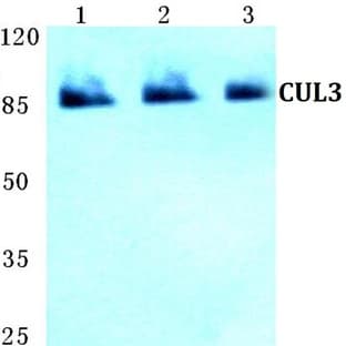 CUL3 pAb avatar