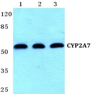 CYP2A7 pAb