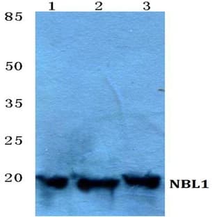 NBL1 pAb