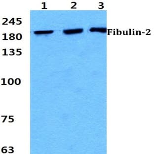 Fibulin-2 pAb avatar