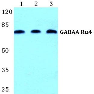 GABAA R(alpha)4 pAb