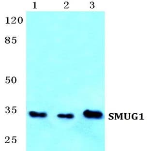 SMUG1 pAb avatar