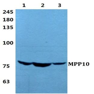 MPP10 pAb avatar