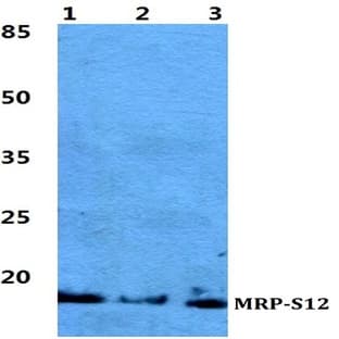MRP-S12 pAb avatar