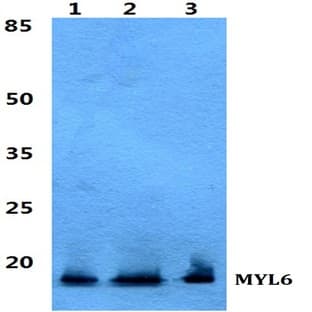 MYL6 pAb