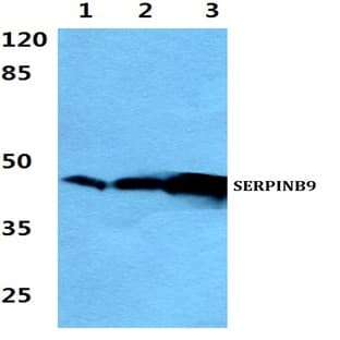 SERPINB9 pAb