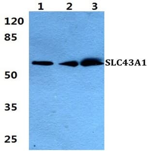 SLC43A1 pAb avatar