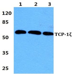 TCP-1(zeta)pAb avatar