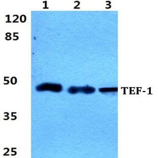 TEF-1 pAb avatar