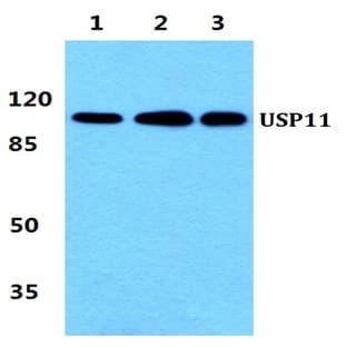 USP11 pAb avatar