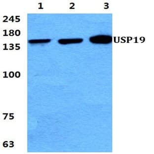 USP19 pAb avatar