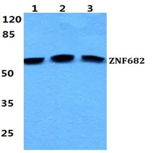 ZNF682 pAb avatar