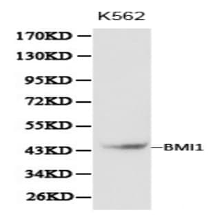 BMI1 pAb