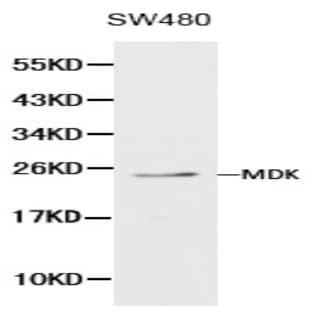 MDK pAb