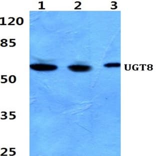 UGT8 pAb