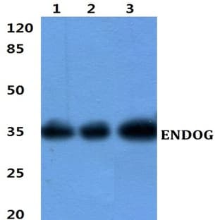ENDOG pAb
