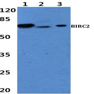 BIRC2 pAb avatar