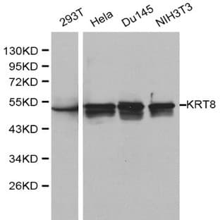 Cytokeratin 8 pAb avatar