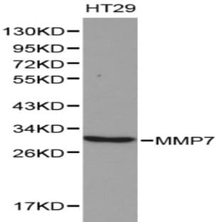 MMP-7 pAb avatar