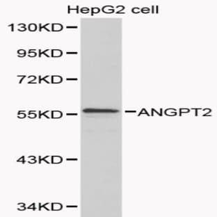 ANGPT2 pAb avatar