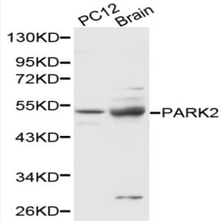 PARK2 pAb avatar